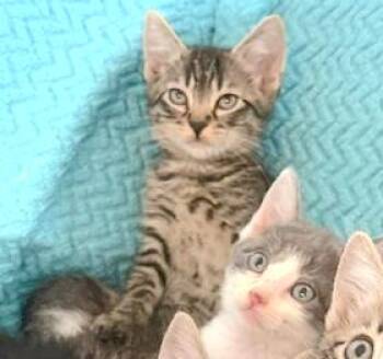 Nate -  Domestic Short Hair and Tabby Cat for Adoption in Houston, Texas - Nate | PetCurious