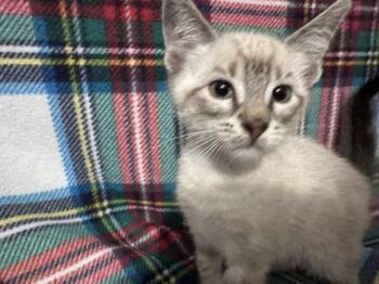 Ghost (bonded to Ghoul) -  Siamese and Domestic Short Hair Cat for Adoption in Saucier, Mississippi - Ghost (bonded To Ghoul) | PetCurious