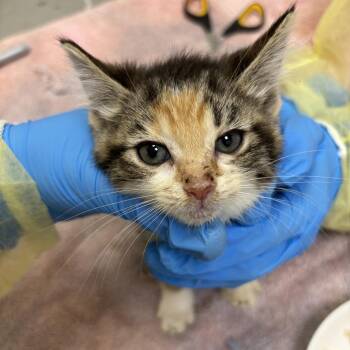 Siesta -  Domestic Short Hair Cat for Adoption in Evanston, Illinois - Siesta | PetCurious