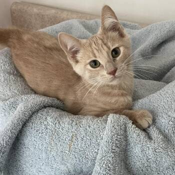 Archie -  Domestic Short Hair Cat for Adoption in Lacon, Illinois - Archie | PetCurious