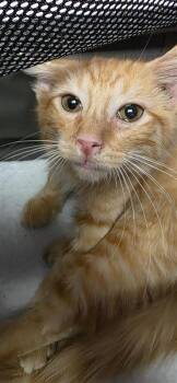 61474822 -  Domestic Short Hair Cat for Adoption in El Paso, Texas - 61474822 | PetCurious