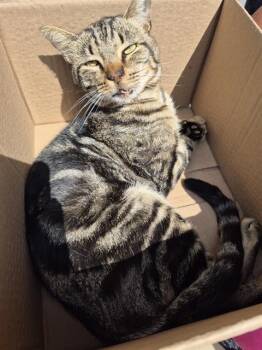 Rescue Domestic Short Hair Cats for Adoption in San Antonio, Texas - MONTY | PetCurious