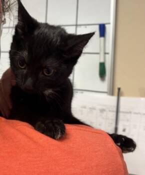 Platypus -  Domestic Short Hair Cat for Adoption in West Chester, Pennsylvania - Platypus | PetCurious