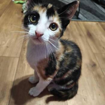 Calicalzone -  Domestic Short Hair Cat for Adoption in Valdosta, Georgia - Calicalzone | PetCurious
