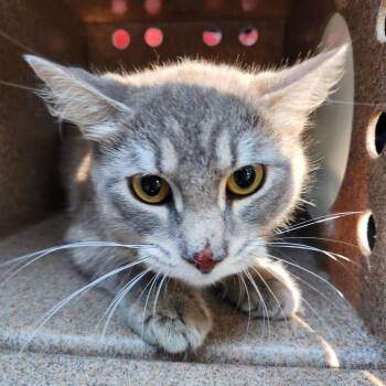Peaches -  Domestic Long Hair Cat for Adoption in Birmingham, Alabama - Peaches | PetCurious