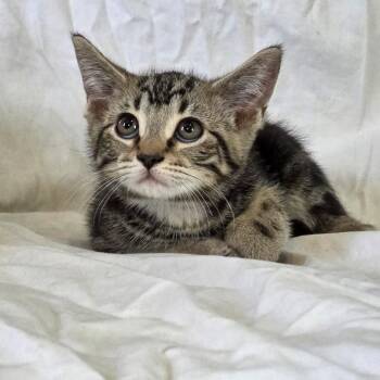 Clover -  Domestic Short Hair Cat for Adoption in Granville, Ohio - Clover | PetCurious