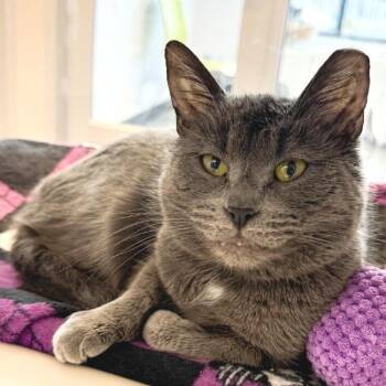 Domestic Short Hair Cats Available for Adoption in Fort Wayne, Indiana - Nina | PetCurious