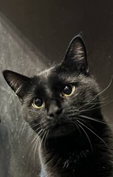 Rescue Domestic Short Hair Cats for Adoption in Spartanburg, South Carolina - Rod | PetCurious