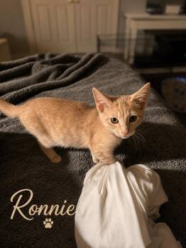 Ronnie, Willow Grove Area, (FCID 08/11/2026-121) -  Domestic Short Hair Cat for Adoption in Greenville, Delaware - Ronnie, Willow Grove Area, (FCID 08/11/2026-121) | PetCurious