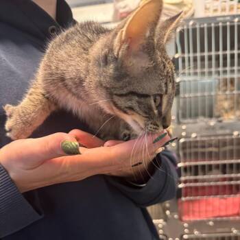 Sebastian -  Domestic Short Hair Cat for Adoption in Columbus, Georgia - Sebastian | PetCurious