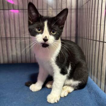 Rescue Domestic Short Hair Cats for Adoption in Tillsonburg, Ontario - CLARICE | PetCurious