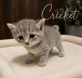 Cricket -  Tabby and Domestic Short Hair Cat for Adoption in Concord, North Carolina - Cricket | PetCurious