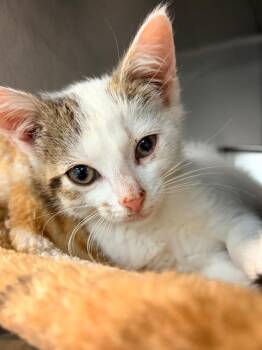 Felix -  Domestic Short Hair Cat for Adoption in Huntington, Indiana - Felix | PetCurious