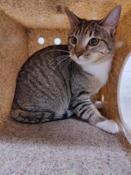 Domestic Short Hair Cats Available for Adoption in Fruit Heights, Utah - Gizmo | PetCurious