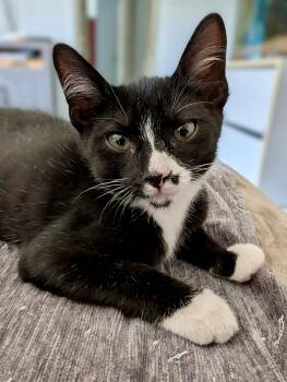 Picasso -  Tuxedo Cat for Adoption - Picasso | PetCurious