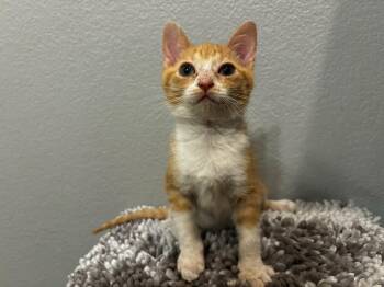 Rescue Domestic Short Hair Cats for Adoption in Mansfield, Texas - Kirk | PetCurious