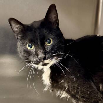 Domestic Medium Hair Cats Available for Adoption in Palm Springs, California - Heathcliff | PetCurious