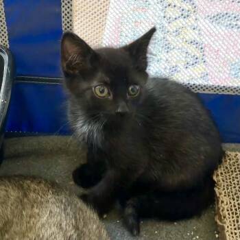 Rescue Domestic Short Hair Cats for Adoption in Dallas, Texas - Eton Mess | PetCurious