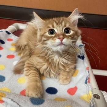 Domestic Medium Hair Cats Available for Adoption in Rochester, Minnesota - Bowser | PetCurious