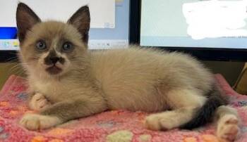 Rescue Siamese Cats for Adoption in Beaverton, Oregon - Amos | PetCurious