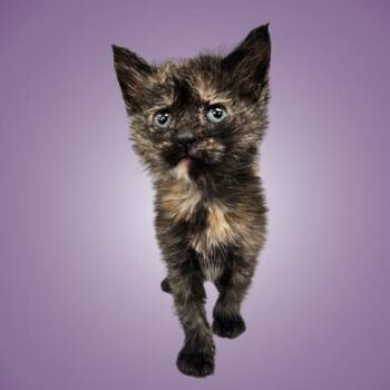 Domestic Short Hair Cats Available for Adoption in Austin, Texas - Cuttlefish 8 | PetCurious