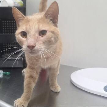 Phoenix -  Domestic Short Hair Cat for Adoption in Snow Hill, North Carolina - Phoenix | PetCurious