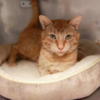 Simba -  Domestic Short Hair Cat Available for Adoption in Loogootee, Indiana - Simba | PetCurious