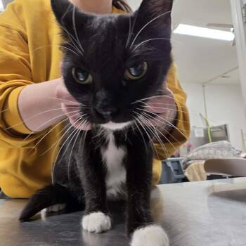 Domestic Short Hair Cats Available for Adoption - Ziraf | PetCurious