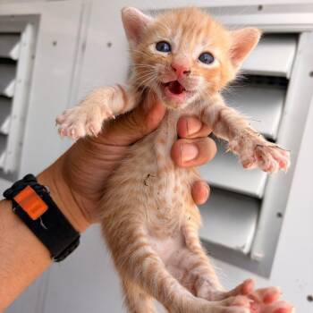 Indigo I2 -  Domestic Short Hair Cat for Adoption in Edinburg, Texas - Indigo I2 | PetCurious