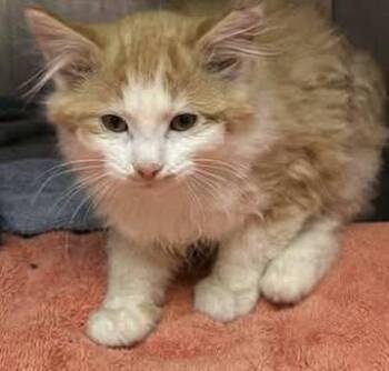 Rescue Domestic Medium Hair Cats for Adoption in Greensboro, North Carolina - Turkey - Available In December | PetCurious