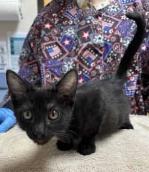 Rescue Domestic Short Hair Cats for Adoption in Sherwood, Oregon - Pomona Petey | PetCurious