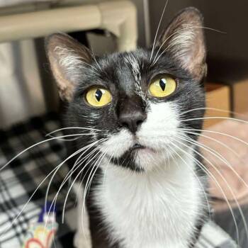 Matilda -  Domestic Short Hair Cat for Adoption in Milan, Illinois - Matilda | PetCurious