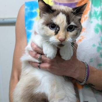 Pearl -  Siamese and Domestic Short Hair Cat for Adoption in Metropolis, Illinois - Pearl | PetCurious
