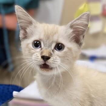 Purrlina -  Domestic Medium Hair Cat for Adoption in Wickenburg, Arizona - Purrlina | PetCurious