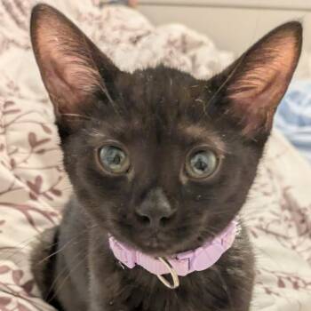 Whipped Cream -  Domestic Short Hair Cat for Adoption in Evanston, Illinois - Whipped Cream | PetCurious