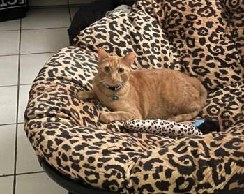 Rescue Domestic Short Hair Cats for Adoption in Miami, Florida - COURTESY POST: Autumn | PetCurious