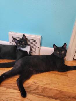 Rescue Domestic Short Hair Cats for Adoption in Seattle, Washington - Lyra And Cosmos | PetCurious