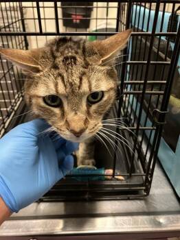 TIGER III -  Domestic Short Hair Cat for Adoption in Long Beach, California - TIGER III | PetCurious