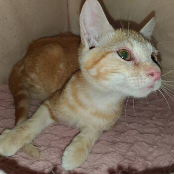 Rescue Domestic Short Hair Cats for Adoption in Union, Missouri - Axel | PetCurious