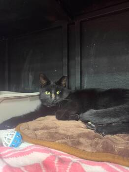 Ravenpaw -  Domestic Short Hair Cat for Adoption in Cleveland, Ohio - Ravenpaw | PetCurious