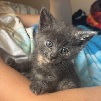 Domestic Short Hair Cats Available for Adoption - Hazel | PetCurious