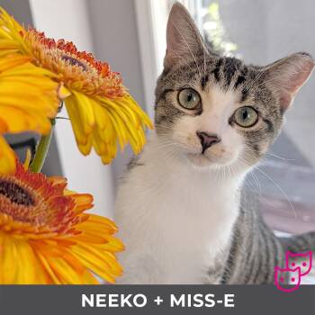Rescue Domestic Short Hair Cats for Adoption in Toronto, Ontario - Neeko (bonded With Miss-E) | PetCurious
