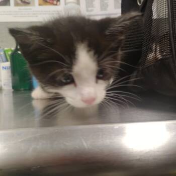 Romano -  Domestic Short Hair Cat for Adoption in Allentown, Pennsylvania - Romano | PetCurious