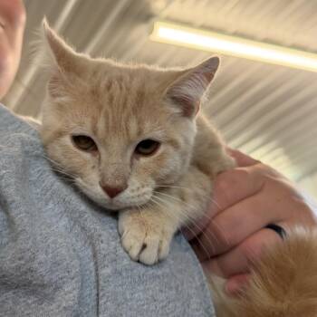 Rome -  Domestic Short Hair Cat for Adoption in Spanish Fork, Utah - Rome | PetCurious