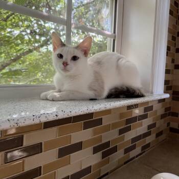 Sasha -  Domestic Short Hair and Siamese Cat for Adoption in Seneca, South Carolina - Sasha | PetCurious