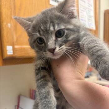 Rocky -  Domestic Short Hair Cat for Adoption in Pekin, Illinois - Rocky | PetCurious