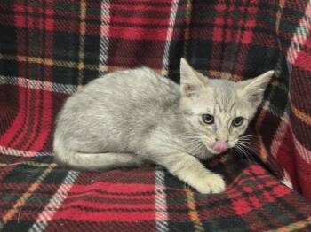 Elena -  Domestic Short Hair Cat for Adoption in Dickson, Tennessee - Elena | PetCurious