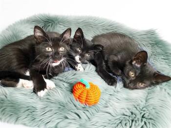 UNIQUA -  Domestic Short Hair Cat for Adoption in Fort Lauderdale, Florida - UNIQUA | PetCurious