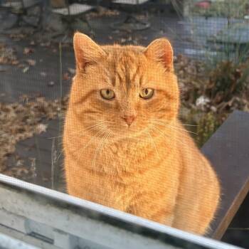 Domestic Short Hair Cats Available for Adoption - Ollie | PetCurious