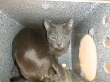 Domestic Short Hair Cats Available for Adoption in San Jose, California - TOMMY | PetCurious